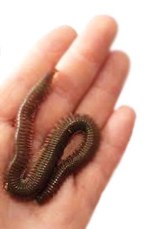 Cin Kurdu Logworm istanbul
