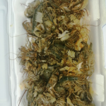 Canli Mamun
