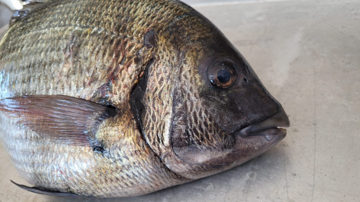 Boru kurdu balık türleri,Boru kurdu çeşitleri,Boru kurdu özellikleri ,Boru kurdu habitatı,Boru kurdu beslenme alışkanlıkları ,Boru kurdu avlanma yöntemleri,Boru kurdu yaşam alanları ,Boru kurdu türleri ve çeşitleri,Boru kurdu popülasyonu ,Boru kurdu koruma önlemleri