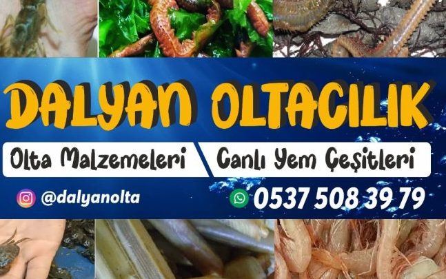 Canli Boru kurdu,Boru kurdu balık türleri,Boru kurdu çeşitleri,Boru kurdu özellikleri ,Boru kurdu habitatı,Boru kurdu beslenme alışkanlıkları ,Boru kurdu avlanma yöntemleri,Boru kurdu yaşam alanları ,Boru kurdu türleri ve çeşitleri,Boru kurdu popülasyonu ,Boru kurdu koruma önlemleri