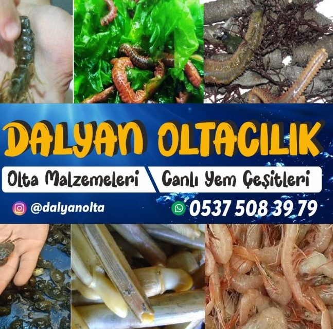 Canli Boru kurdu,Boru kurdu balık türleri,Boru kurdu çeşitleri,Boru kurdu özellikleri ,Boru kurdu habitatı,Boru kurdu beslenme alışkanlıkları ,Boru kurdu avlanma yöntemleri,Boru kurdu yaşam alanları ,Boru kurdu türleri ve çeşitleri,Boru kurdu popülasyonu ,Boru kurdu koruma önlemleri