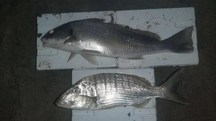 Amatör balıkçılık,,Balık avcılığı ekipmanları ,Canlı yem ,Olta takımları,Misina,İğne,Balık türleri ,Avlanma başarısı ,Balık avı teknikleri,Doğa dostu balık avı