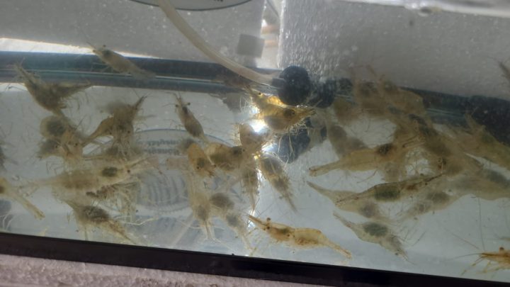 canli teke,canli karides