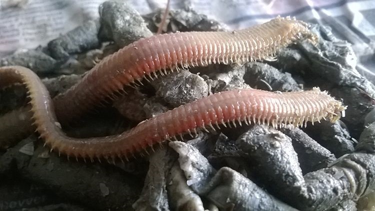 canlı yem, balık avı, Dalyan Oltacılık, boru kurdu, kırmızı kaya kurdu, sülünez, lugworm, çin kurdu, Beylikdüzü canlı yem, Büyükçekmece canlı yem, olta, olta takımı, balık avı malzemeleri, Beylikdüzü Belediyesi, Büyükçekmece Belediyesi, balık avı ekipmanları, canlı yem fiyatları, kaliteli canlı yem