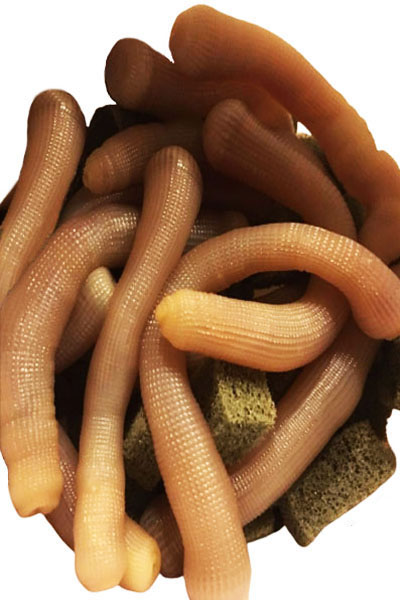 bibi canlı yem, bibi yemi, bibi yem nasıl kullanılır, surf casting bibi yem, bibi yemle balık avı, bibi yemle balık tutma, bibi yem bağlama, bibi yem saklama, bibi yemle hangi balıklar yakalanır, bibi yem nedir, bibi yem nerede bulunur, bibi yem yakalama, bibi yem özellikleri, bibi yem avantajları, bibi yem çeşitleri, deniz balıkları için bibi yem, bibi yem tüyoları, balıkçılıkta bibi yem kullanımı, en iyi bibi yem, bibi yem hazırlama, bibi yem nerede kullanılır