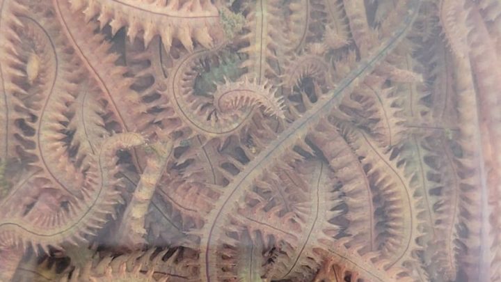 canlı yem, canlı yem fiyatları, canlı balık yemi, canlı kaya kurdu, cin kurdu, kaya kurdu, canlı yem çeşitleri, uygun fiyatlı canlı yem, balıkçılık canlı yem, canlı yem sipariş, canlı yem satışı yakınım, canlı yem dükkanı İstanbul, canlı yem mağazası, Dalyan Oltacılık canlı yem, canlı kaya kurdu en iyi fiyat, cin kurdu mu kaya kurdu mu daha verimli, kaya kurdu kaç adet paket içinde, serin suda kaya kurdu saklama süresi, kaya kurdu canlı yem faydaları, kaya kurdu vs cin kurdu karşılaştırma, boncuklu dip takımı kaya kurdu ile