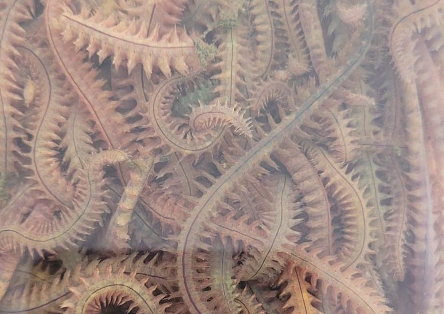 canlı yem, canlı yem fiyatları, canlı balık yemi, canlı kaya kurdu, cin kurdu, kaya kurdu, canlı yem çeşitleri, uygun fiyatlı canlı yem, balıkçılık canlı yem, canlı yem sipariş, canlı yem satışı yakınım, canlı yem dükkanı İstanbul, canlı yem mağazası, Dalyan Oltacılık canlı yem, canlı kaya kurdu en iyi fiyat, cin kurdu mu kaya kurdu mu daha verimli, kaya kurdu kaç adet paket içinde, serin suda kaya kurdu saklama süresi, kaya kurdu canlı yem faydaları, kaya kurdu vs cin kurdu karşılaştırma, boncuklu dip takımı kaya kurdu ile