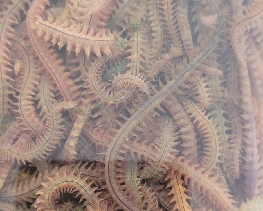 canlı yem, canlı yem fiyatları, canlı balık yemi, canlı kaya kurdu, cin kurdu, kaya kurdu, canlı yem çeşitleri, uygun fiyatlı canlı yem, balıkçılık canlı yem, canlı yem sipariş, canlı yem satışı yakınım, canlı yem dükkanı İstanbul, canlı yem mağazası, Dalyan Oltacılık canlı yem, canlı kaya kurdu en iyi fiyat, cin kurdu mu kaya kurdu mu daha verimli, kaya kurdu kaç adet paket içinde, serin suda kaya kurdu saklama süresi, kaya kurdu canlı yem faydaları, kaya kurdu vs cin kurdu karşılaştırma, boncuklu dip takımı kaya kurdu ile